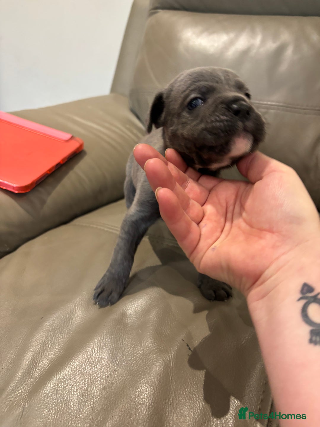 Mixed Breed dogs for sale: canó corso cross british bulldog puppy’s  - Image 18
