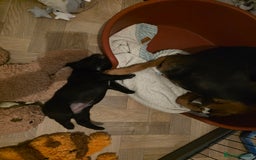 Mixed Breed dogs for sale: Adorable Black Lab Mix - Image 14