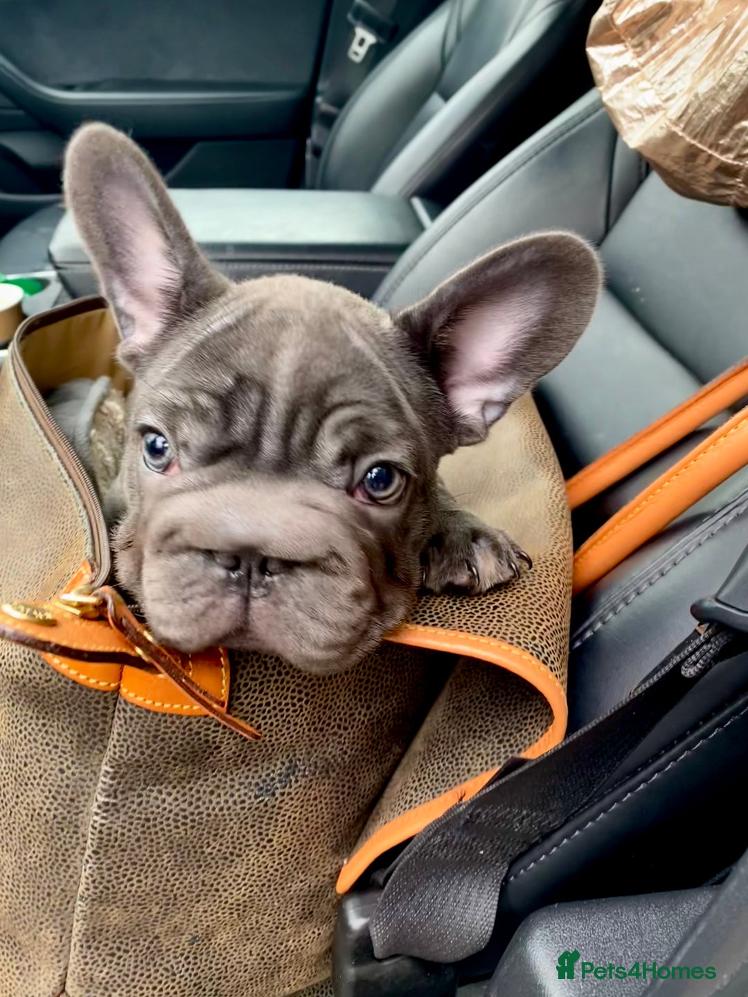 French Bulldog dogs for sale: LEFT 1 French Bulldog Girl 🐶  & 1 Boys 🐶❤️ - Advert 6