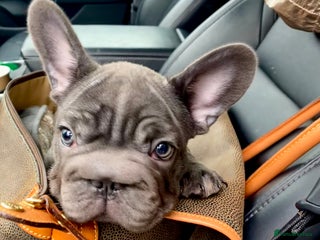 French Bulldog dogs Lovely 1 French Bulldog Girl 🐶 & 2 Boys 🐶❤️ - Advert 10