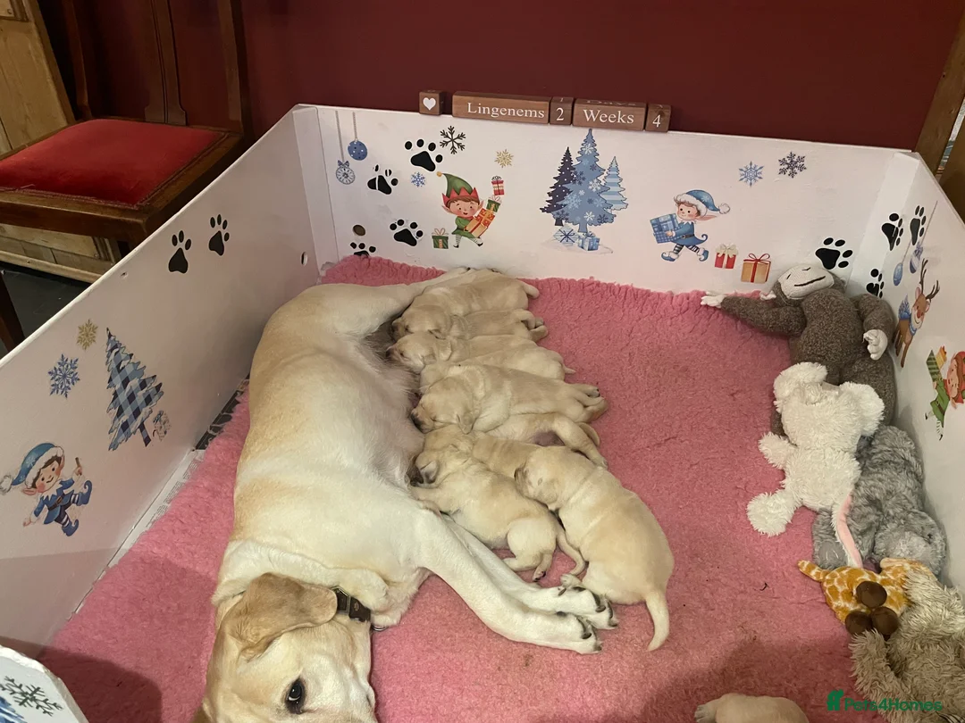 Labrador Retriever dogs for sale: Fabulous KC Champion Lines Labrador Puppies - Advert 15