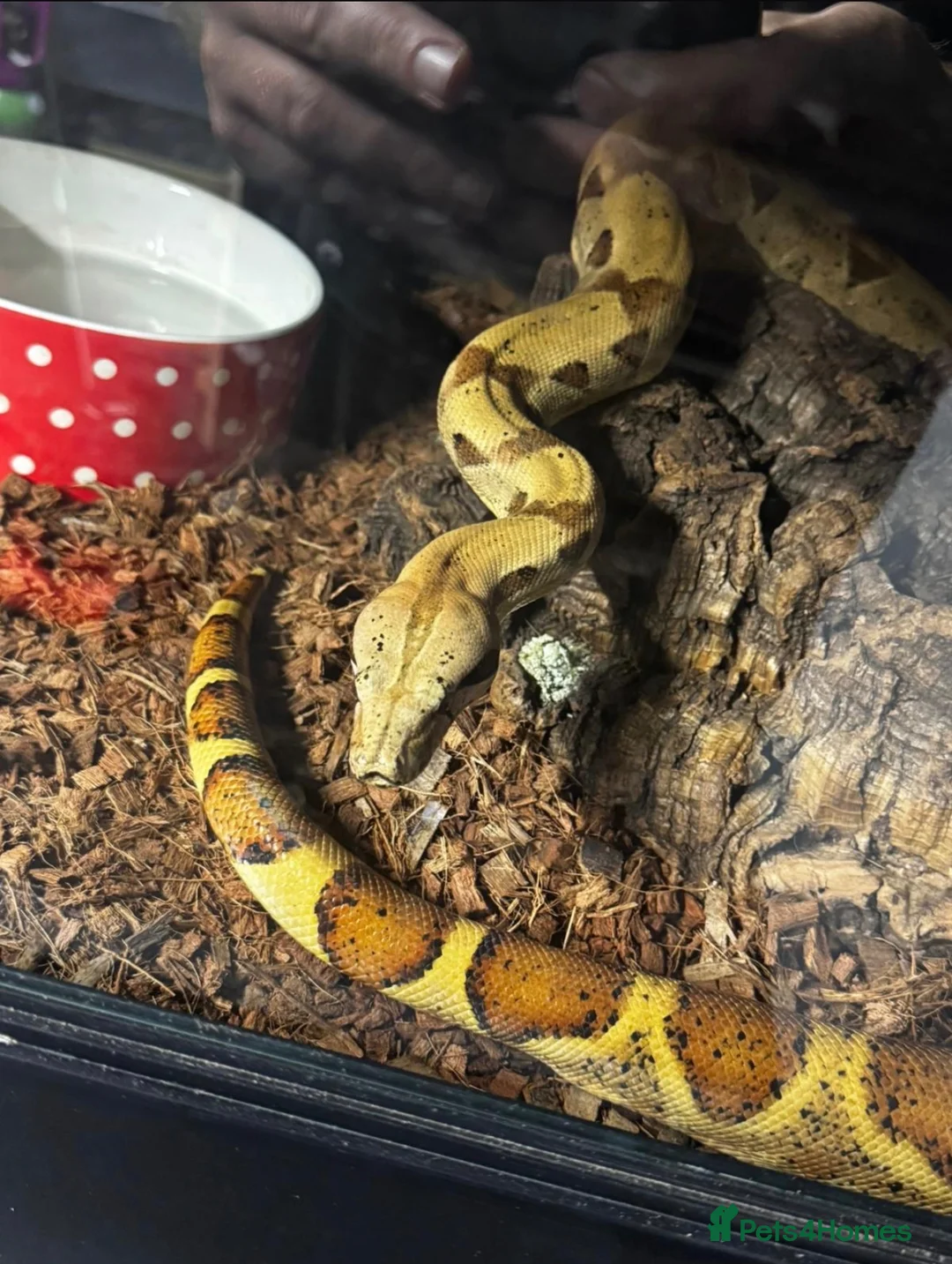 Boa Snake reptiles for sale: Male hand tame Jungle Boa - Advert 1