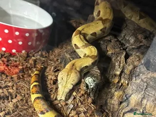 Boa Snake reptiles Male hand tame Jungle Boa - Advert 2