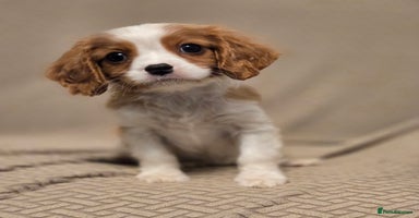 Cavalier King Charles Spaniel dogs FULLY HEALTH TESTED PARENTS KC REG MALE PUPPY - Advert 7