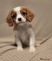Cavalier King Charles Spaniel dogs FULLY HEALTH TESTED PARENTS KC REG MALE PUPPY - Advert 13