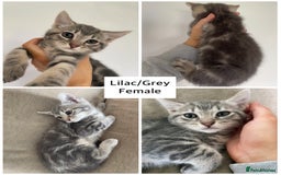 Mixed Breed cats for sale: Mixed breed ragdoll & tabby kittens - Image 15