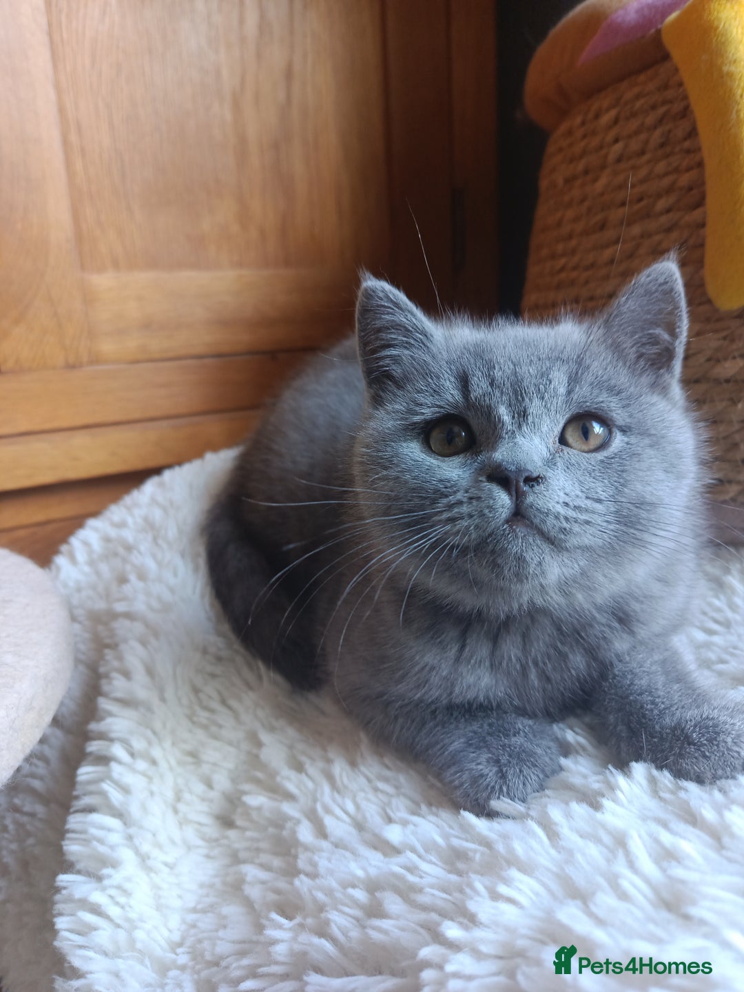 British Shorthair cats for sale: Blue British shorthairs kittens with GCCFpedigree - Advert 9