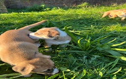 Mixed Breed dogs for sale: Staffy x Australian Kelpie  - Image 11