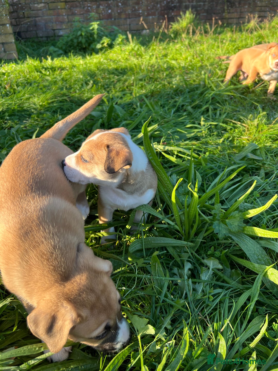 Mixed Breed dogs for sale: Staffy x Australian Kelpie  - Image 11