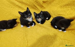 Mixed Breed cats for sale: Beautiful kittens VIDEOS - Image 14