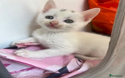 Mixed Breed cats for sale: Mircochipped female white kitten  - Image 4