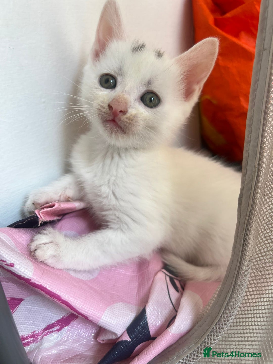 Mixed Breed cats for sale: Mircochipped female white kitten  - Image 4