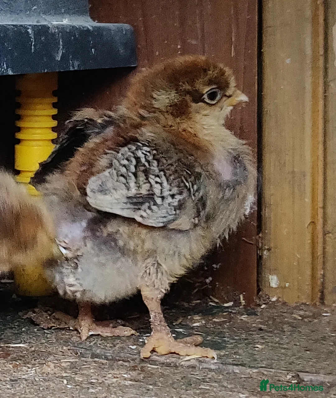 Chickens poultry for sale: Newborn baby chicks for sale in London  - Advert 2