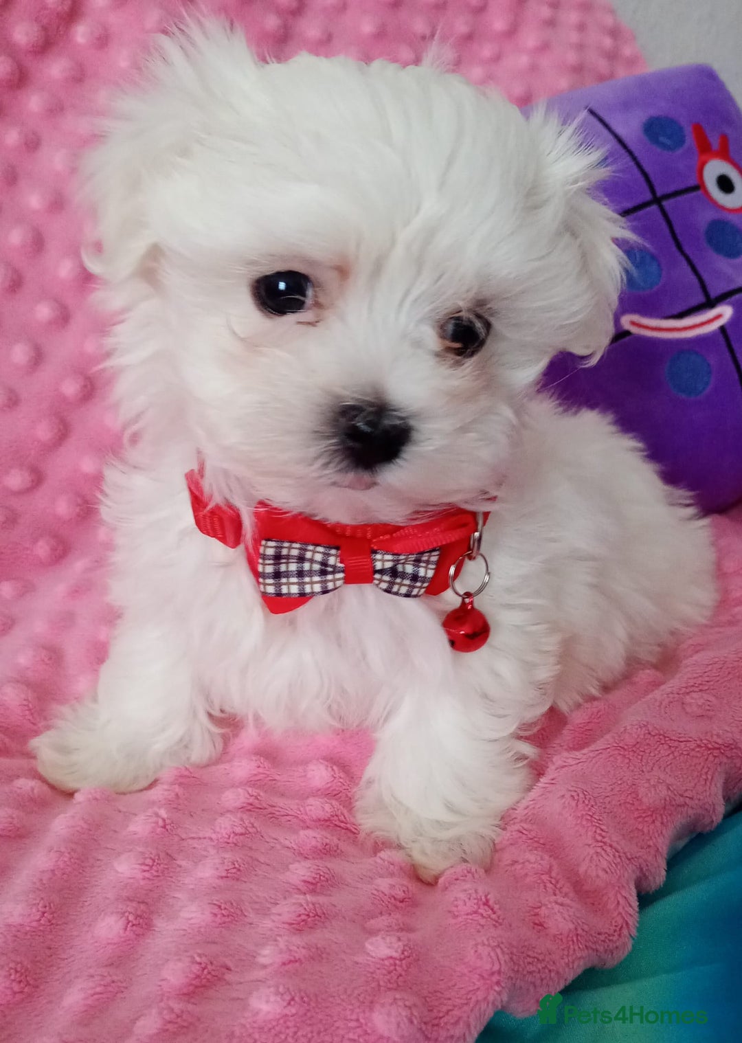 Maltese dogs for sale: Last one Tiny Maltese Boy. Ready now.New pictures - Advert 17