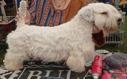 Sealyham Terrier dogs for sale: Quality KC registered Sealyham Terrier pups - Image 19