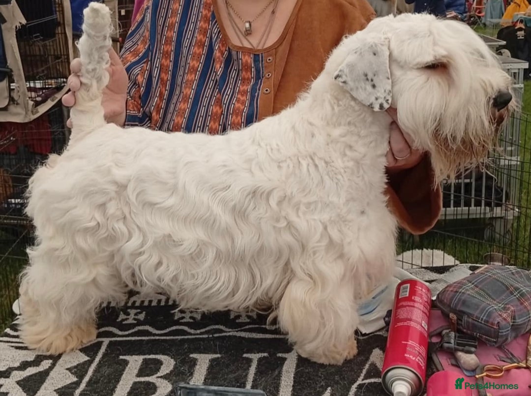 Sealyham Terrier dogs for sale: Quality KC registered Sealyham Terrier pups - Image 19
