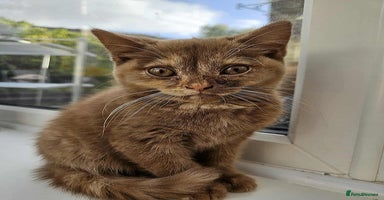 British Shorthair cats - Advert 8