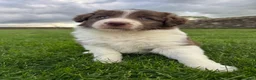 Border Collie dogs for sale: Gorgeous Litter of border collie puppy’s  - Advert 17