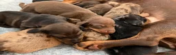 Dachshund dogs for sale: Dachshund puppies  - Advert 9