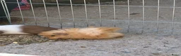 Guinea Pig rodents for sale: 10 week old baby boars  - Advert 4
