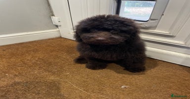 Labradoodle dogs in Chard - Advert 11