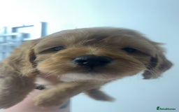 Cockapoo dogs for sale: Health tested cockapoo puppies for sale - Image 9