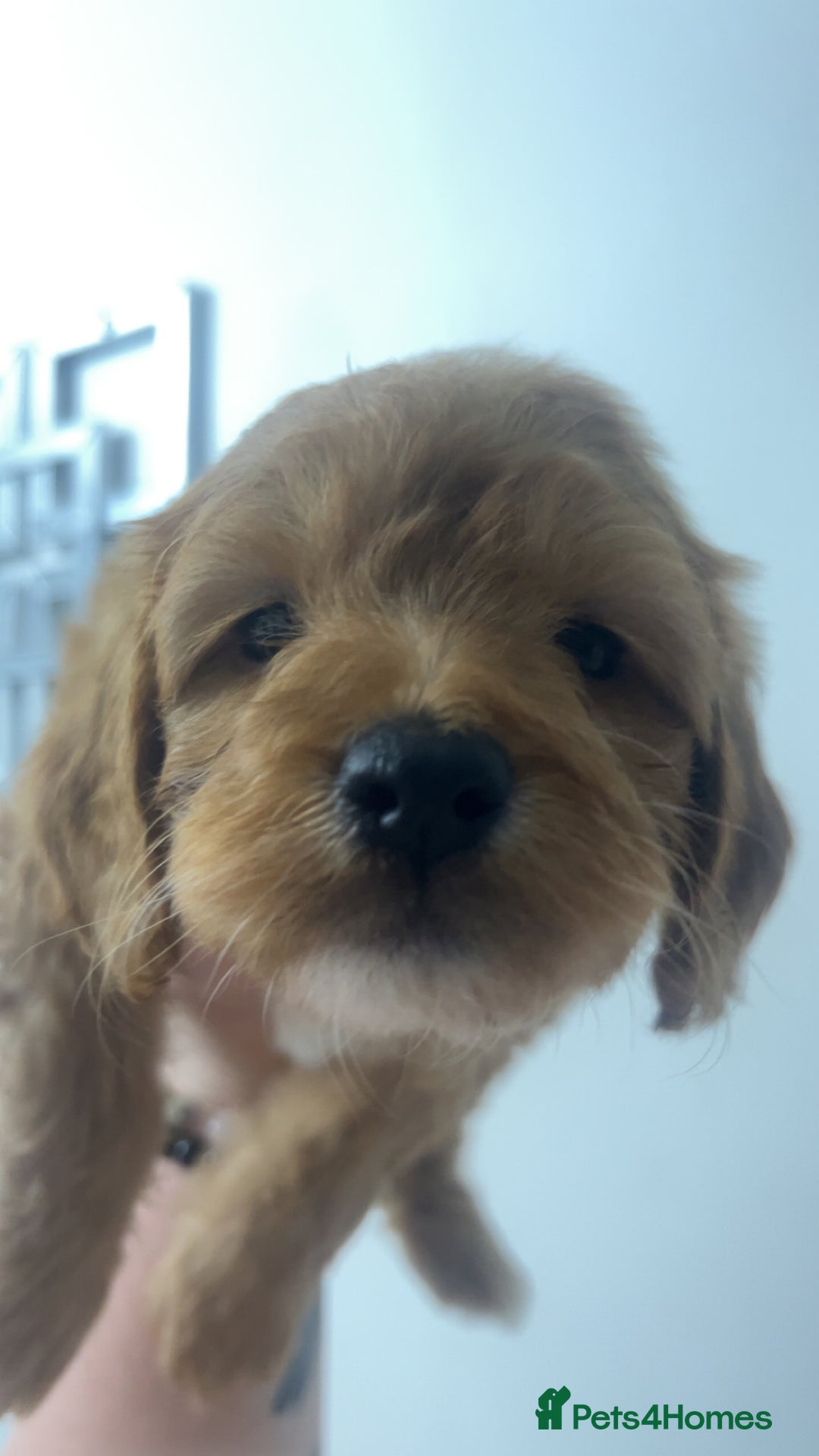 Cockapoo dogs for sale: Health tested cockapoo puppies for sale - Image 9