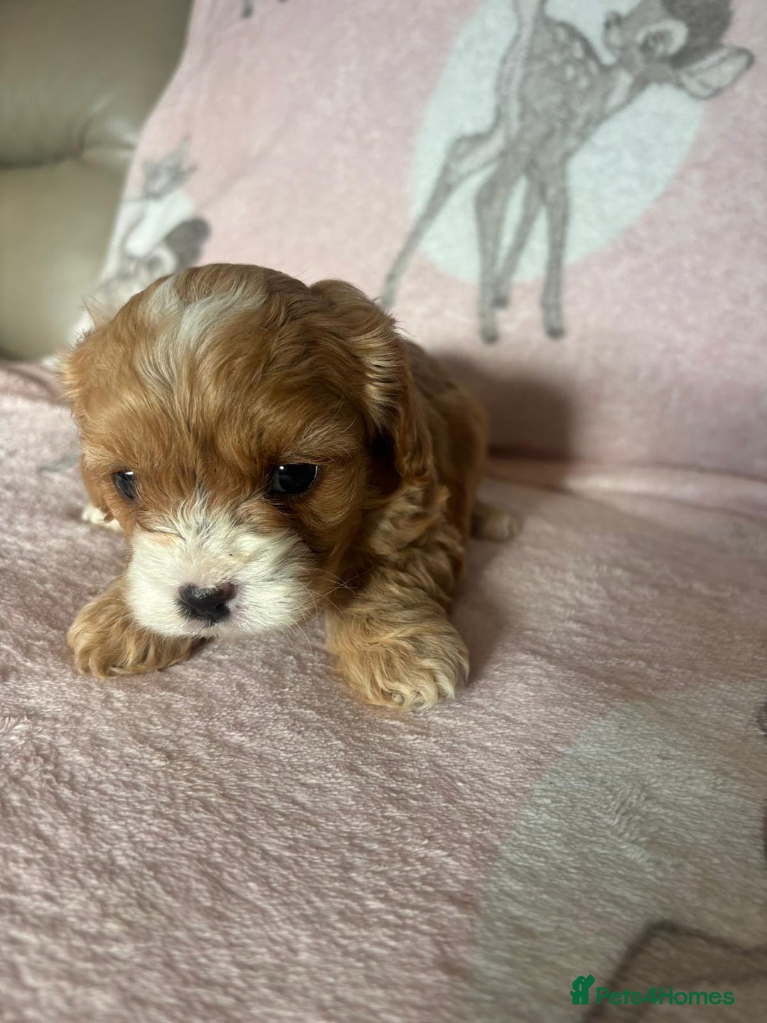 Cavapoo dogs for sale: Stunning Cavapoo puppies from family home  - Advert 9