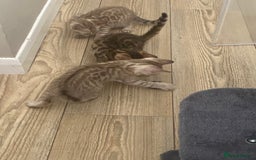 Bengal cats for sale: Beautiful Bengal Kittens Brown & Snows - Image 13