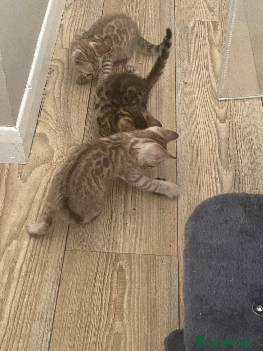 Bengal cats for sale: Beautiful Bengal Kittens Brown & Snows - Image 13