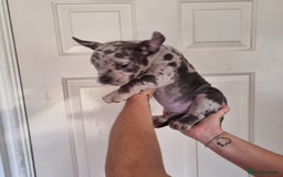 American Bully dogs for sale: David  - Image 20