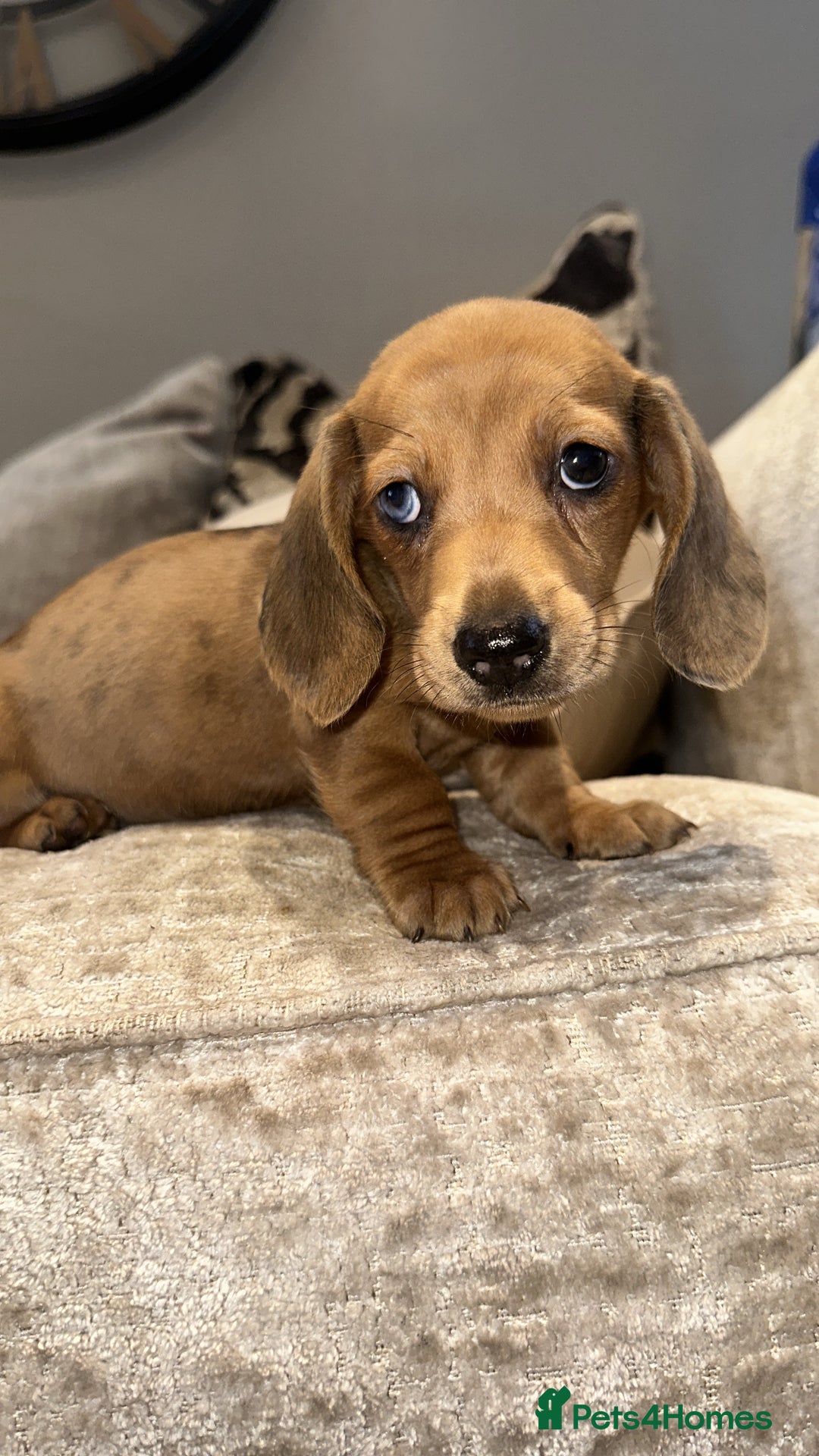 Miniature Dachshund dogs for sale: 🐾Stunning miniature dachshunds🐾 - Image 8
