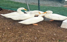 Ducks poultry for sale: Pekin duck - Image 2