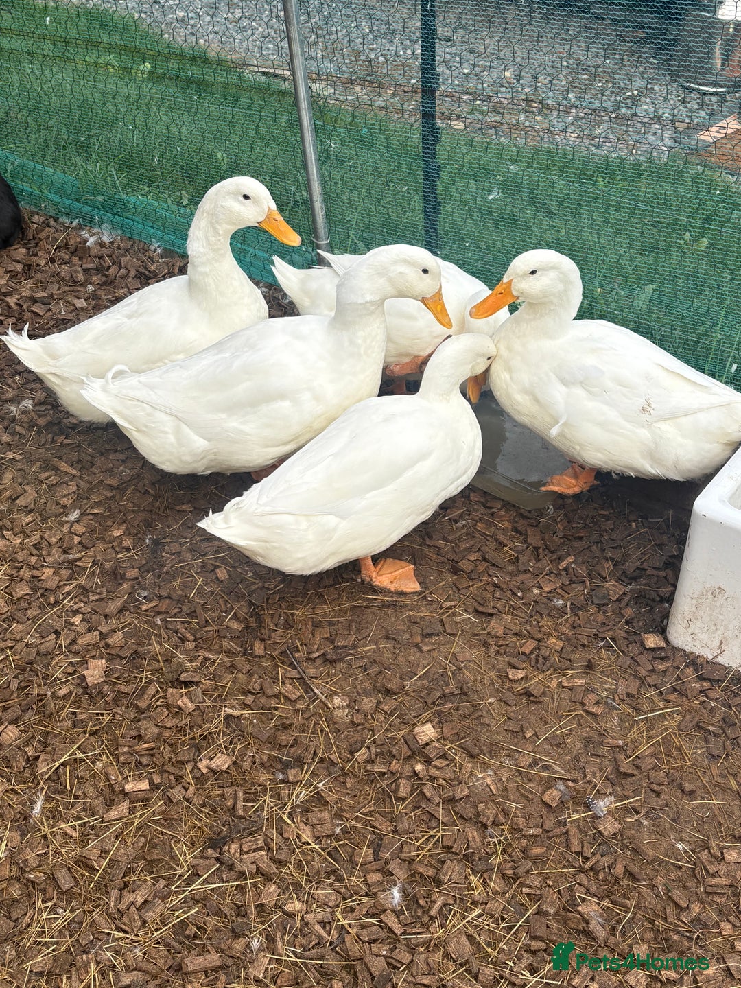 Ducks poultry for sale: Pekin duck - Image 2