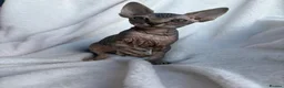 Sphynx cats for sale: Gorgeous stripped Sphynx kittens - Advert 16
