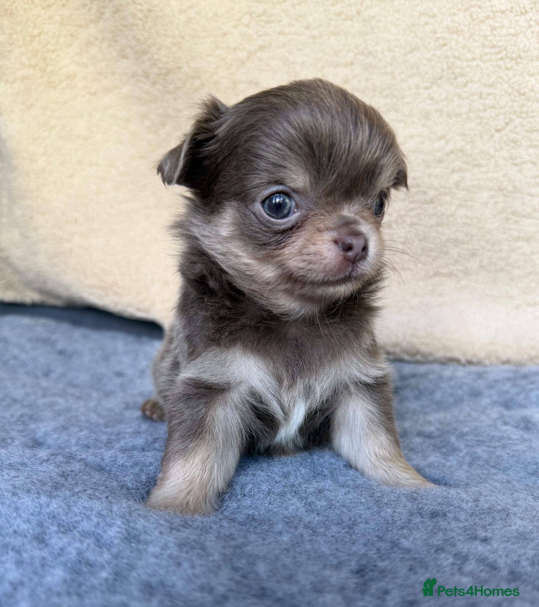 Chihuahua dogs Gorgeous KC reg, lilac long coat girl and boy - Advert 4