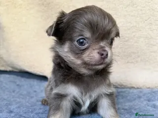 Chihuahua dogs Gorgeous KC reg, lilac long coat girl and boy - Advert 4