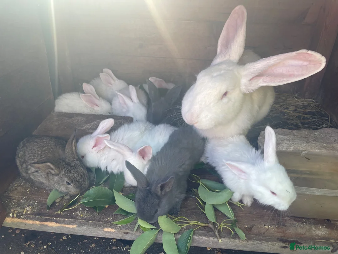 Continental Giant rabbits for sale: Selling Continental Giant size Rabbits .  in Nottingham - Advert 3