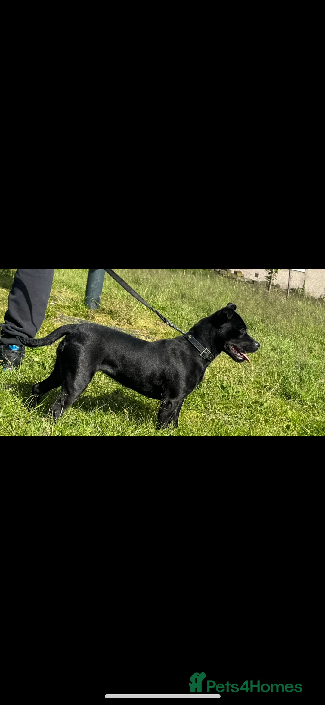 Patterdale Terrier dogs for sale: Patterdale bitch 3 months old  - Advert 12