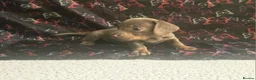 Dachshund dogs for sale: Last little legend extra mini Dachshund boy puppy - Advert 12