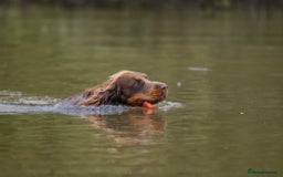Cocker Spaniel dogs for sale: Working Cocker Spaniels  - Image 19