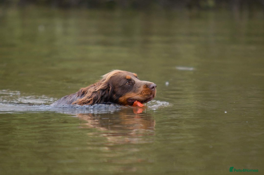 Cocker Spaniel dogs for sale: Working Cocker Spaniels  - Image 19