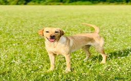 Labradoodle dogs for sale: 2 year old Labrador  - Image 1
