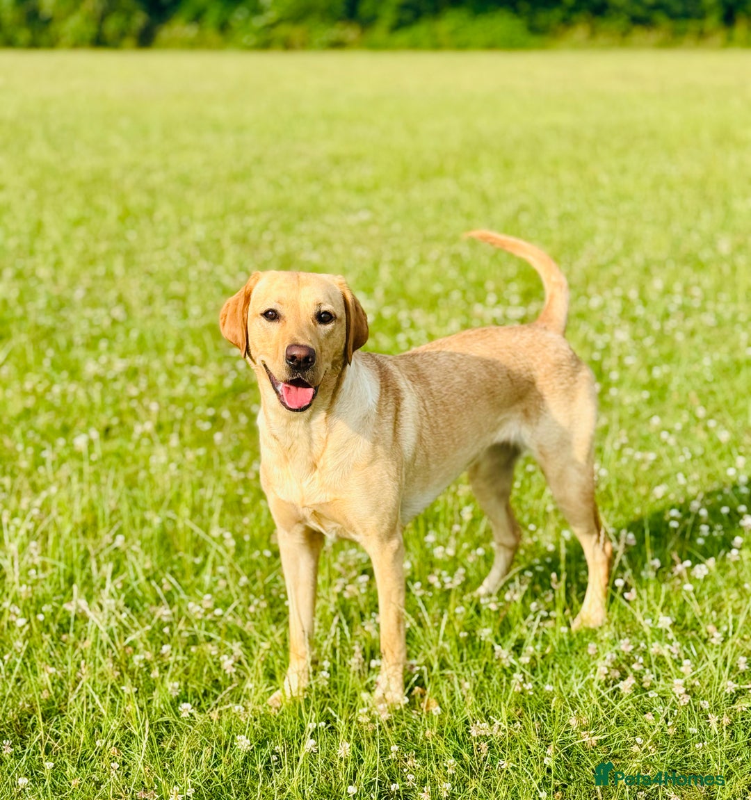Labradoodle dogs for sale: 2 year old Labrador  - Image 1