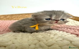 Persian cats for sale: Persians  - Image 8