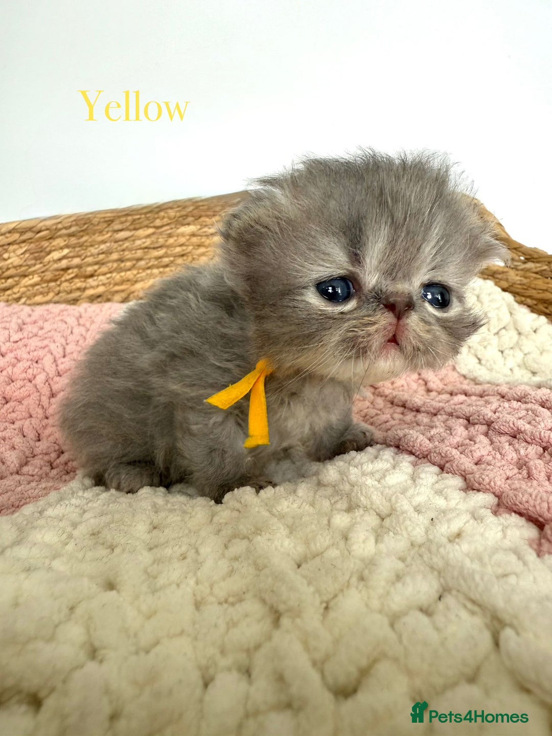 Persian cats for sale: Persians  - Image 8