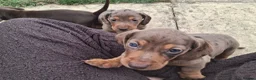 Miniature Dachshund dogs for sale: Miniature Dachshund puppies  in Derby - Advert 4