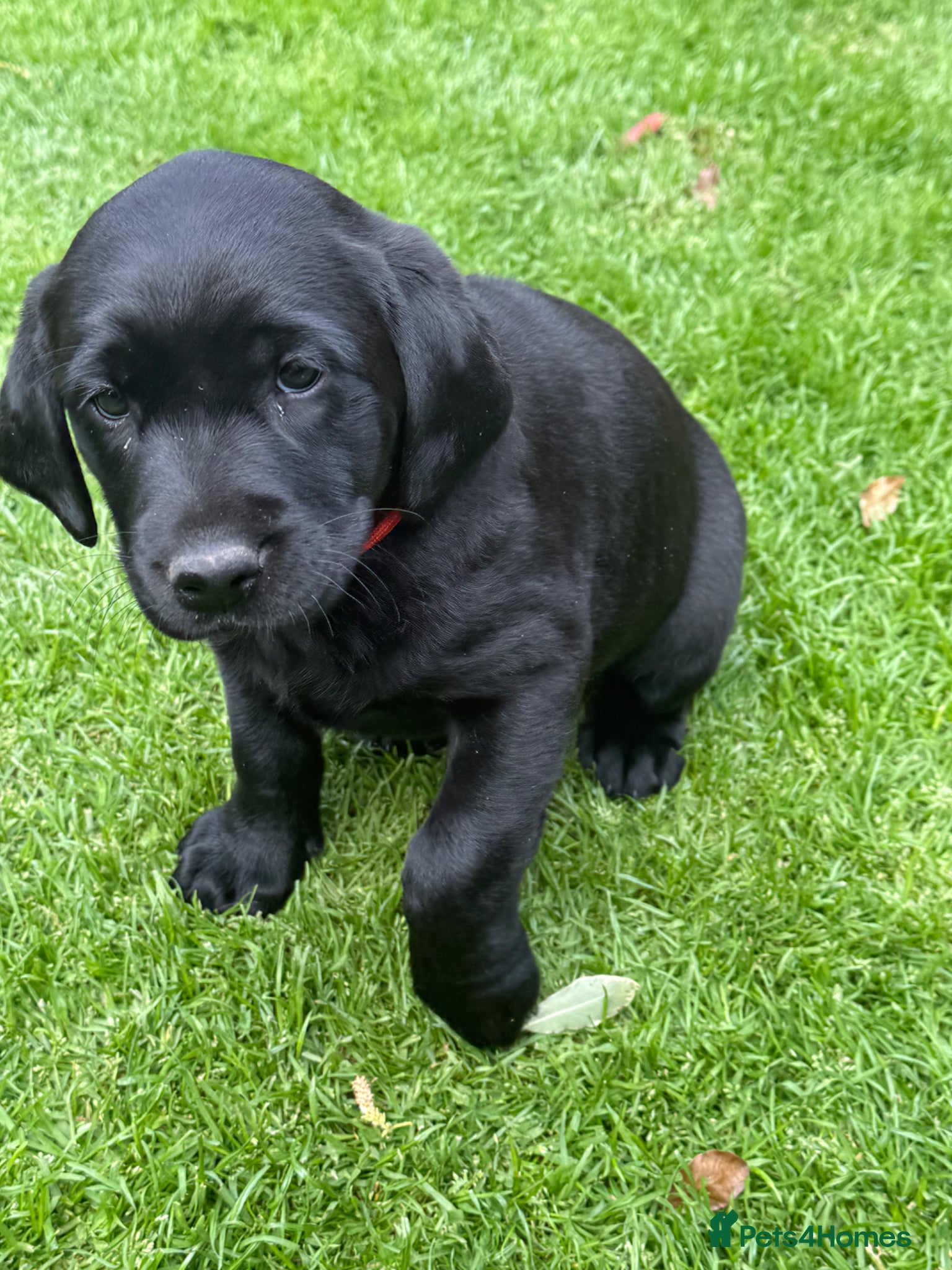 Labrador Retriever dogs for sale: KC Registered Black Labrador bitch  - Advert 6