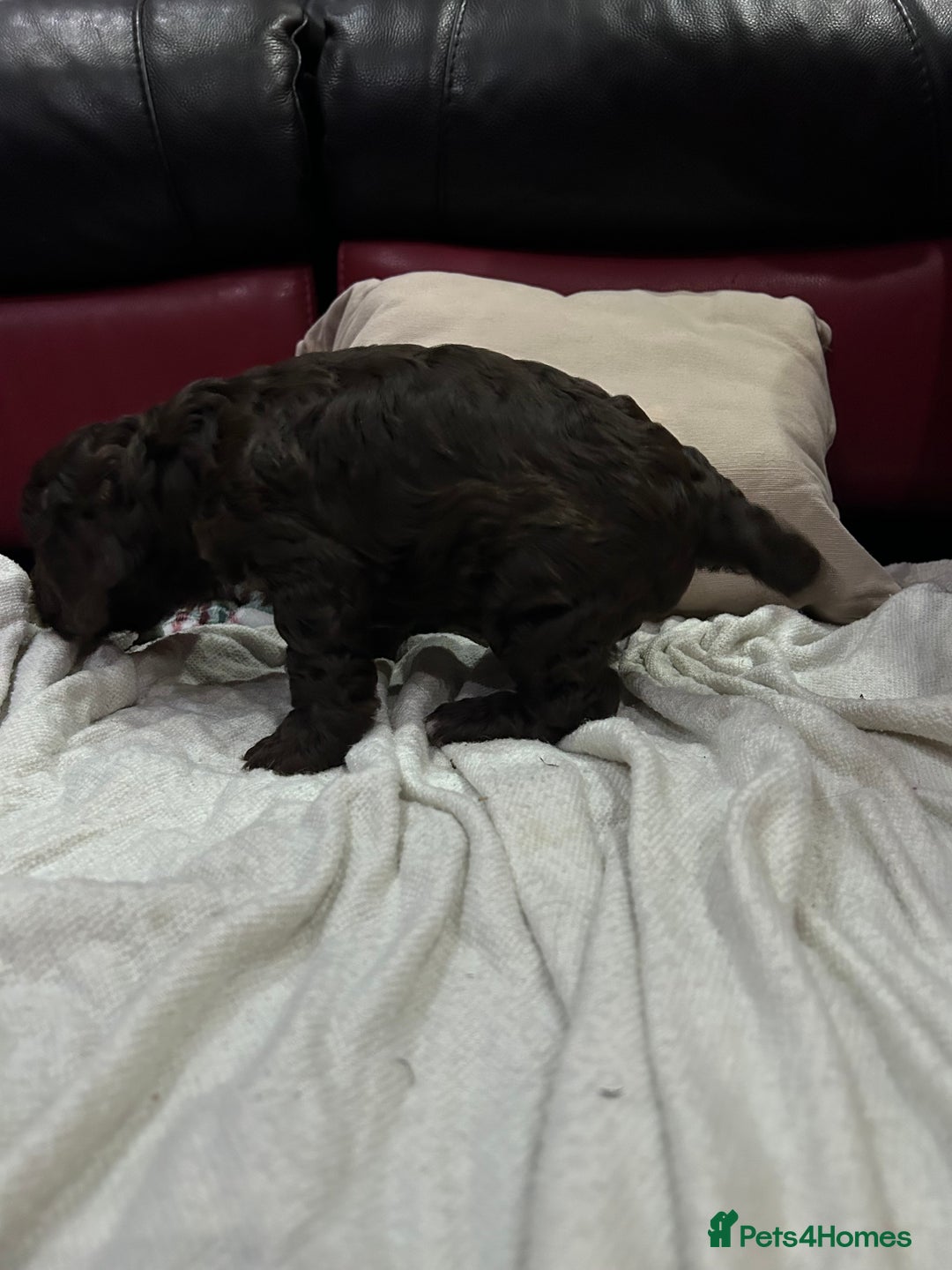 Cockapoo dogs for sale: Cockapoo male - Advert 8