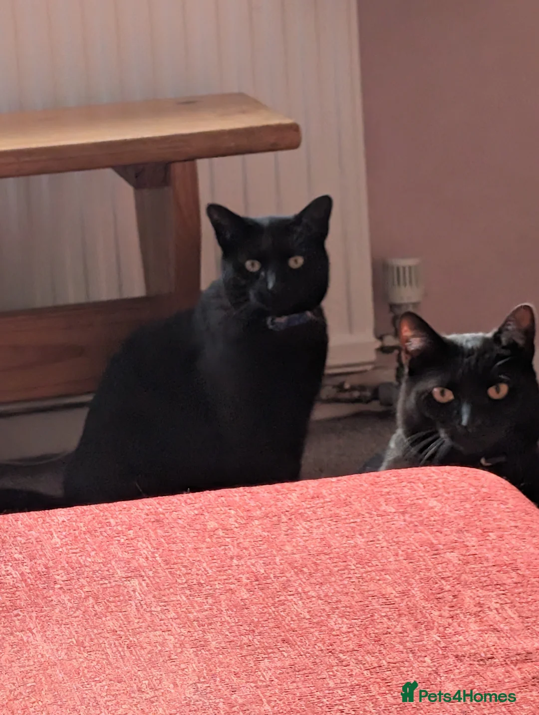Mixed Breed cats for sale: Home needed for 2 cat sisters, 4 year old  - Advert 1